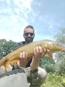 Common Carp