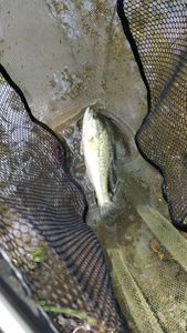 Largemouth Bass
