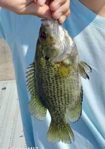 Smallmouth Bass
