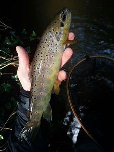 Brown Trout