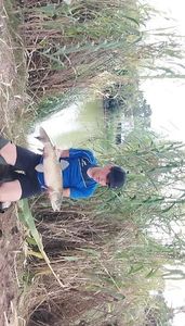 Grass Carp