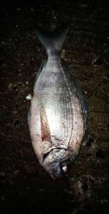 Black Seabream