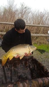 Mirror Carp