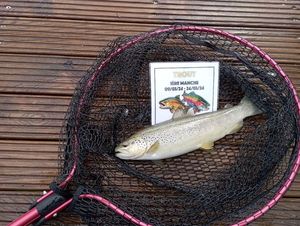 Brown Trout