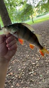 European Perch