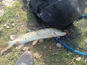 Northern Pike