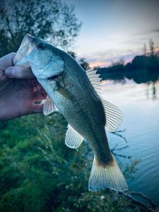 Largemouth Bass