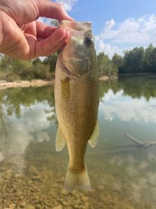 Largemouth Bass