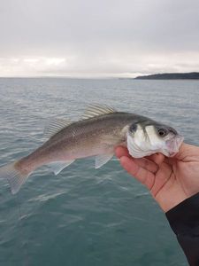 European Bass (Seabass)