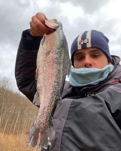 Rainbow Trout