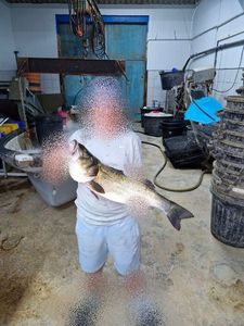 European Bass (Seabass)