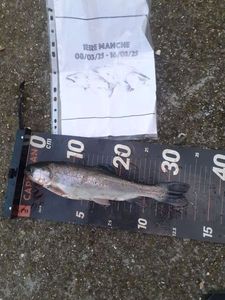 Rainbow Trout