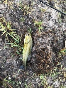 Largemouth Bass