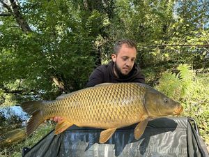 Common Carp