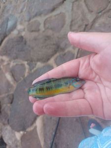 Ornate Wrasse