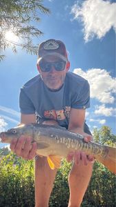 Mirror Carp