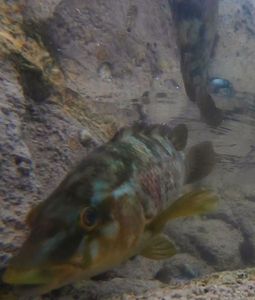 Ballan Wrasse