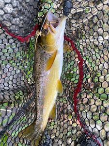 Brown Trout
