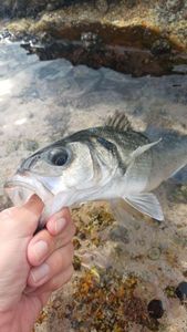 European Bass (Seabass)
