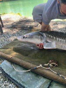 Sturgeon