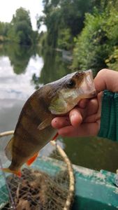 European Perch