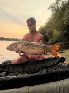 Common Carp