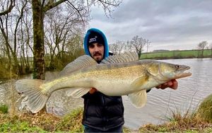 Zander
