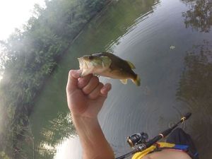 Largemouth Bass