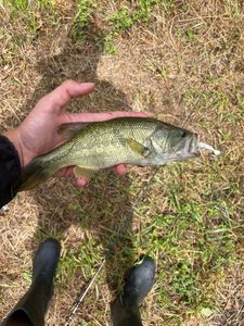 Largemouth Bass