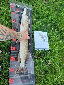 Northern Pike