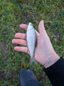Roach