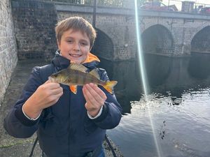 European Perch
