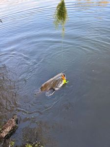 Angler's catch photo