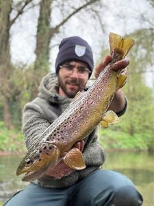 Brown Trout