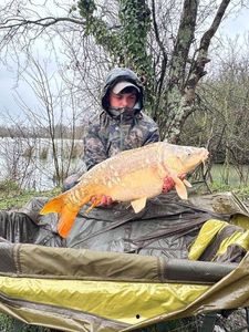 Mirror Carp