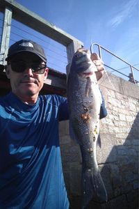 European Bass (Seabass)