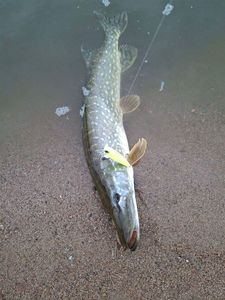 Northern Pike