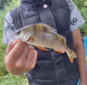 European Perch