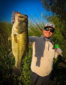 Largemouth Bass
