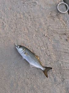 Bluefish
