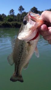 Smallmouth Bass