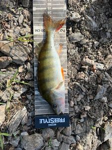 European Perch