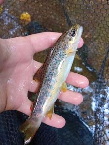 Brown Trout