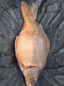 Mirror Carp