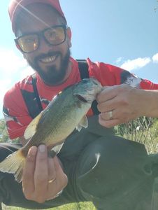 Largemouth Bass