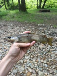 Brown Trout