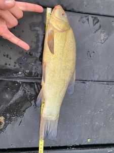 Tench