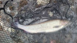 Grayling