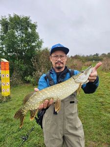 Northern Pike