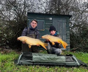 Common Carp